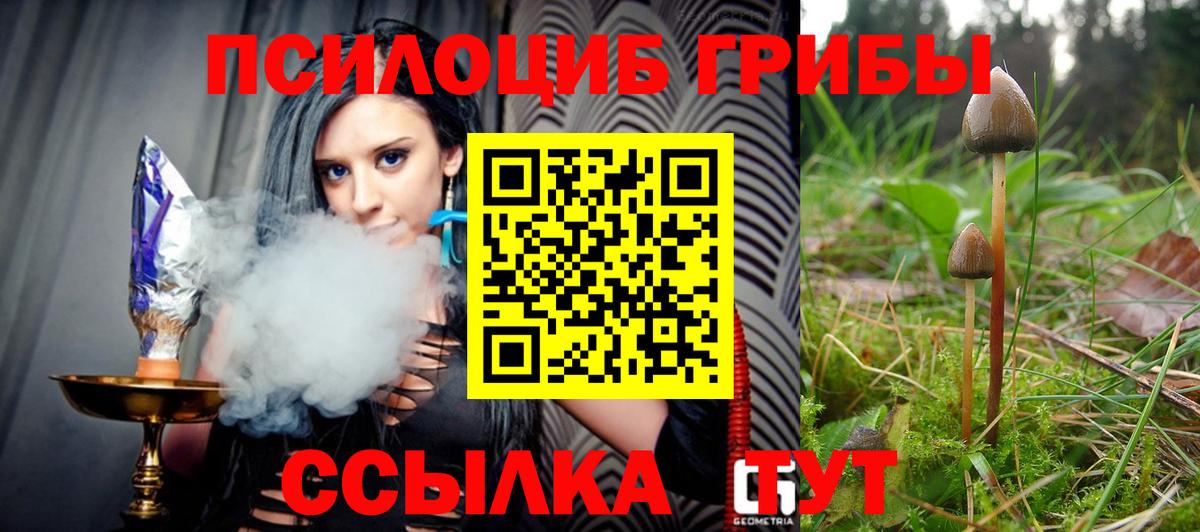 Галлюциногенные грибы Psilocybine cubensis Ейск